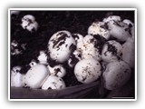 agbq1
