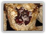 auricularia-slayt03