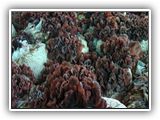 auricularia-slayt12