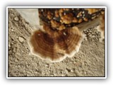 koriolus5