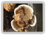 koriolus6