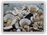 koriolus8