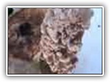 maitake11