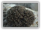 maitake12
