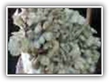 maitake14