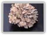 maitake15