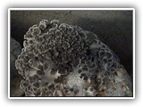 maitake7