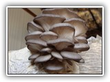 pleurotus13