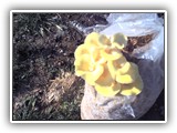 pleurotus2