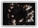 shiitake12