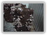 shiitake14
