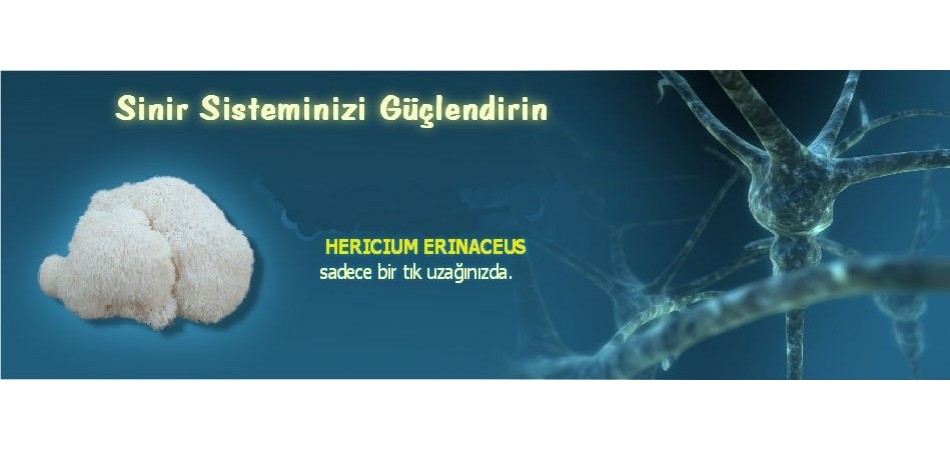 Hericium1