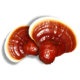 Reishi (Ganoderma lucidum)